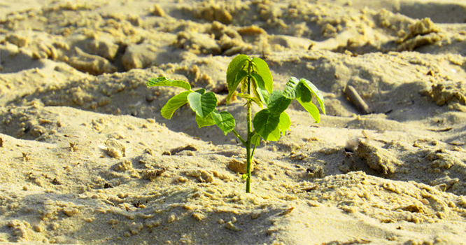 Как превратить песчаную почву в плодородную